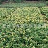 批發花卉苗木 映山紅 湖南綠化小苗 杜鵑苗直銷基地 高度20-40cm