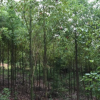 香樟叢生香樟園林綠化工程苗木香樟全冠栽培觀賞行道樹(shù)香樟樹(shù)苗