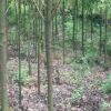 湖南苗木香樟基地優(yōu)質(zhì)批發(fā)供應(yīng)香樟樹(shù)香樟樹(shù)苗品種規(guī)格齊全