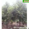 批發(fā)香樟樹(shù) 園林工程造型綠化苗木庭院精品常綠喬木