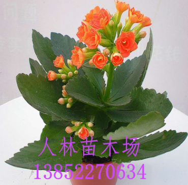 室內(nèi)桌面花卉植物 盆栽重瓣【長壽花】 庭院 盆栽觀花植物,花期長
