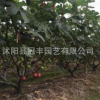 批發無花果苗 家庭盆栽地栽果樹苗 當年結果波姬紅無花果量大優惠