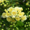 批發攀緣爬藤花卉木香花 木香藤 七里香 十里香園林景觀 量大優惠