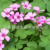 批發紅花醡漿草、夜合梅、幸運草園林景觀 庭院觀賞花卉 量大優惠