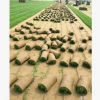 長沙大量供應草皮 馬尼拉 狗牙根 百慕大