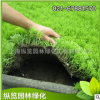 屋頂樓頂綠化隔熱防寒植物佛甲草草卷 易活易養護易打理 基地直銷
