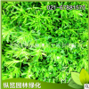 基地供佛甲草直銷 佛甲草屋頂綠化 景觀植物 草坪佛甲草量大優惠