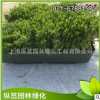 屋頂綠化常用植物【基地直銷】容器型綠葉佛甲草 耐寒易活