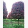 直銷紅葉石楠 行道樹高桿紅葉石楠 苗木基地直供