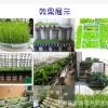 批發(fā) 四季油菜種子 有機(jī)綠色蔬菜種子 陽臺(tái)菜園種植盆栽 100粒/袋
