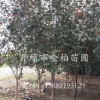 長期供應(yīng)王族海棠 光輝海棠 1-6公分 喬木苗木行道樹 西豐海棠苗