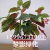 批發(fā)室內(nèi)客廳綠植 盆栽花卉 竹節(jié)海棠 來電咨詢15996731903
