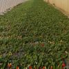 基地直銷生態種植大棚組培紅顏章姬甜查理草莓苗四季結生長快