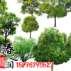 大葉香樟樹(shù)苗庭院綠化樹(shù)苗四季常青苗木香樟木樹(shù)苗小葉香樟苗種子