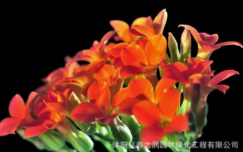 批發(fā)重瓣長壽花盆景盆栽四季開花客廳陽臺辦公室植物帶花苞小盆栽
