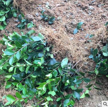 茶梅小苗 貨源充足 量大優惠 多規格銷售挑選