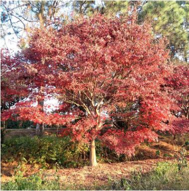 原生紅楓 庭院植物綠化工程紅楓 多規格紅楓挑選
