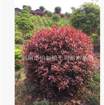 批發紅葉石楠球 基地直銷 綠化工程樹木各種規格紅葉石楠