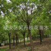 苗圃直銷(xiāo)行道樹(shù)香樟苗 樸樹(shù) 欒樹(shù) 櫻花等各種規(guī)格綠化