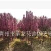 青州花卉園藝場低價(jià)熱賣苗木 北美海棠 樹形好 數(shù)量大