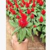 花卉合作社五一特供 開花雞冠花 品質好 價格低 數量大 綠化專供