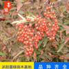 【南天竹】直銷植物小苗 可盆栽南天竺竹苗 規格齊全南天竹直銷