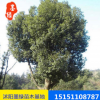 【香樟樹(shù)】直銷(xiāo)香樟樹(shù) 綠化工程香樟苗木 量大優(yōu)惠廠家直銷(xiāo)