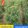 【紅葉石楠】 紅葉石楠球 盆栽 廠家批發(fā)火焰 大小規(guī)格齊全
