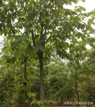 大量供應綠化工程苗木 七葉樹 植物苗木 規格齊全 量大從優