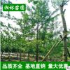 低價苗圃 銀杏樹曼地亞紅豆杉 小苗批發(fā) 規(guī)格齊全 量大優(yōu)惠