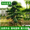 供應(yīng)園林綠化苗木 欏木石楠樹 造型欏木石楠 規(guī)格齊全 基地直銷