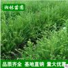 低價苗圃 紅豆杉 曼地亞紅豆杉 小苗批發(fā) 規(guī)格齊全 量大優(yōu)惠