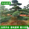 【基地直銷】苗圃經(jīng)營漢松 造型羅漢松 工程綠化苗 園林綠化苗