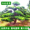 園林綠化樹 市政園林 羅漢松 各種造型樹 造型優(yōu)美