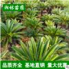 庭院鐵樹 鐵樹苗盆栽 鐵樹小苗 蘇鐵盆栽苗 鐵樹小盆景 鐵樹大苗