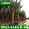 中東海棗樹大量批發(fā) 精選綠化苗木 精品加拿利海棗棕櫚樹 蒲葵