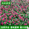 優(yōu)質(zhì)夏堇 夏瑾 山東青州花卉 盆栽 時令花卉 基地直銷 四季草花