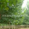 批發行道樹法桐小苗.法國梧桐樹 速生法桐 懸鈴木樹苗