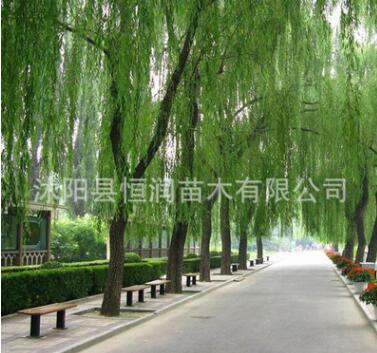 低價銷售垂柳 公園行道綠化苗木 垂柳樹苗 盆栽地栽 金絲垂柳