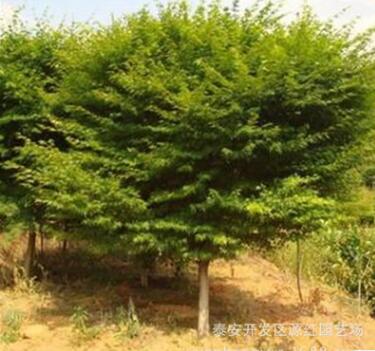 批售雞爪槭綠化苗木 3-8公分雞爪槭 工程專用苗