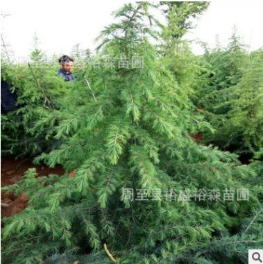 雪松1-8米常年大量批發 價格便宜 成活率高