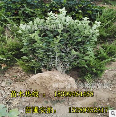 園林綠化苗木 球形苗木 冬青批發 四季不落葉冬青球 耐修剪易成活