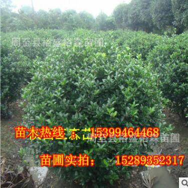 批發大葉黃楊球 綠化工程大葉黃楊球 陜西苗木基地