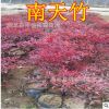 南天竹綠化苗木 大量批發 價格便宜 營養缽帶土南天竹