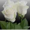 玫瑰苗四季　芬得拉純白色切花月季大苗陽(yáng)臺(tái)盆栽花卉綠化植物
