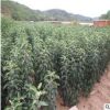 紅富士蘋果樹基地熱銷 規格多 成熟期晚 品種純正 量大優惠包成活