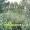 枇杷基地 枇杷苗 各種規(guī)格齊全果樹(shù)