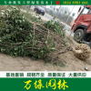 丁香基地自產叢生丁香花苗圃直銷獨桿丁香苗產地批發丁香樹苗