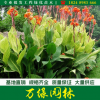 批發沭陽美人蕉苗圃自產自銷花葉美人蕉產地常年批發紅花美人蕉苗