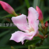 供應夾竹桃 夾竹桃樹苗 行道風景庭蔭防護濕地綠化苗木批發
